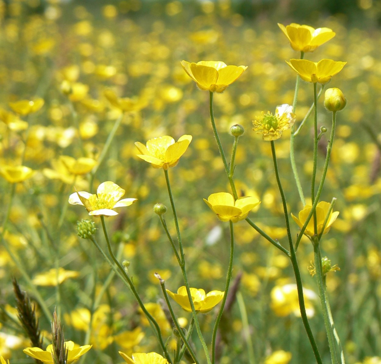 Лютик Луговой