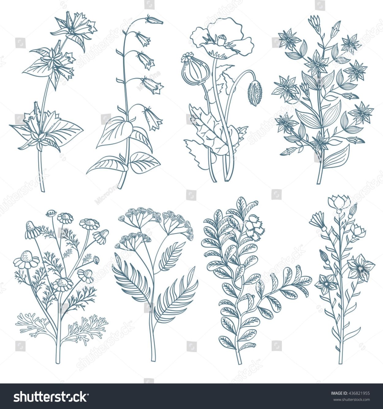 Целебные травы вектор