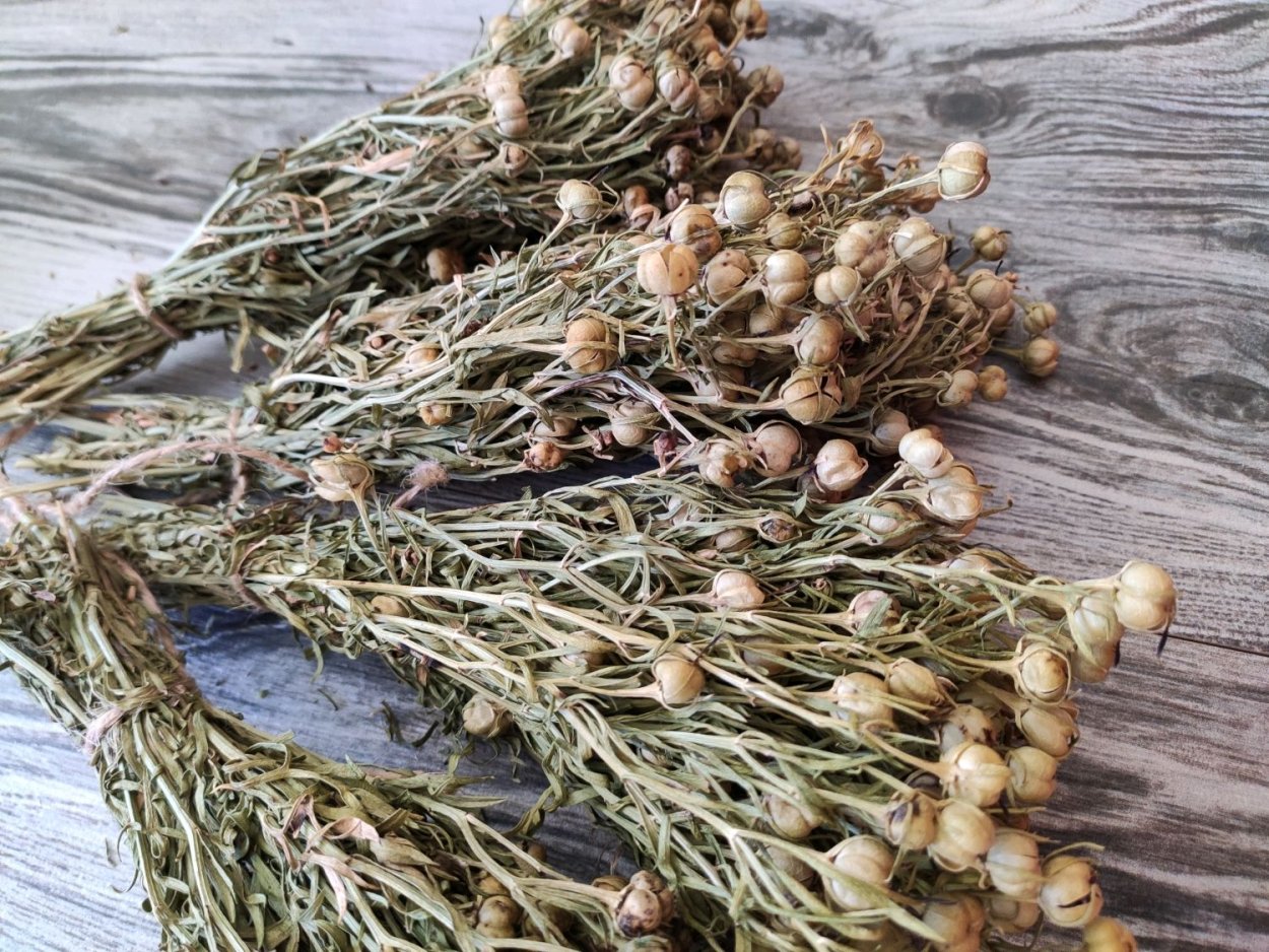 Полевые цветы Графика