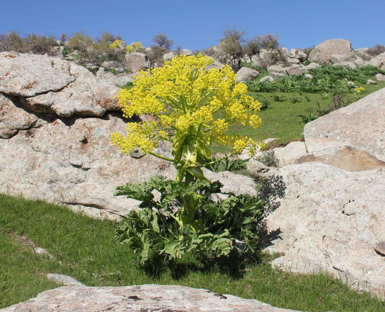Ежа сборная (Dactylis glomerata)