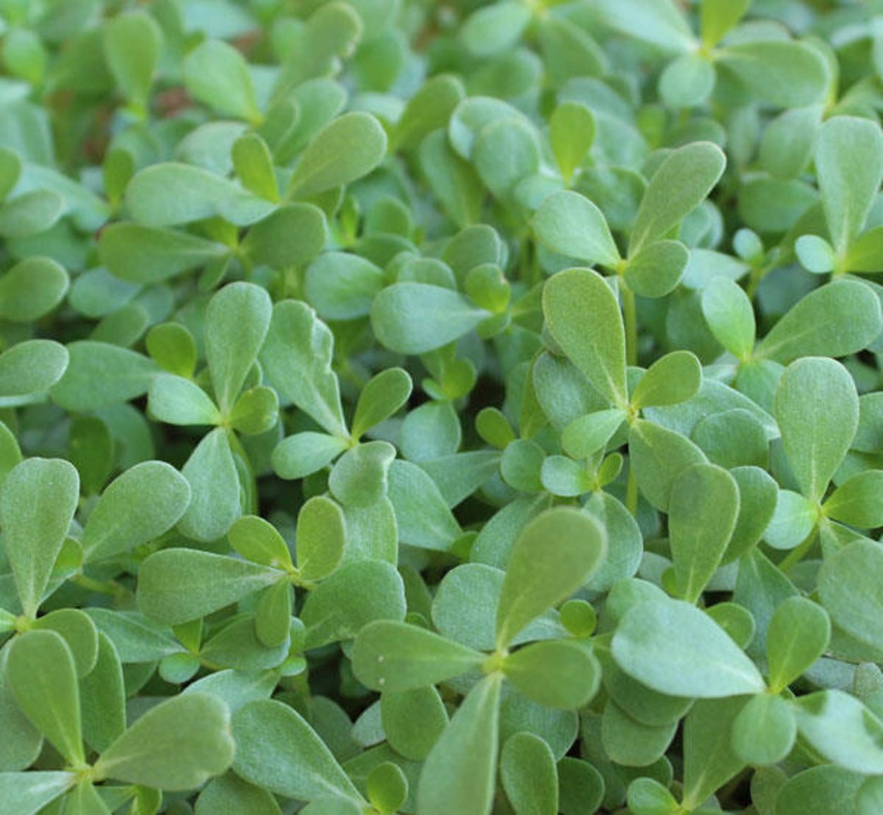 Салатная трава похожая на Морозики