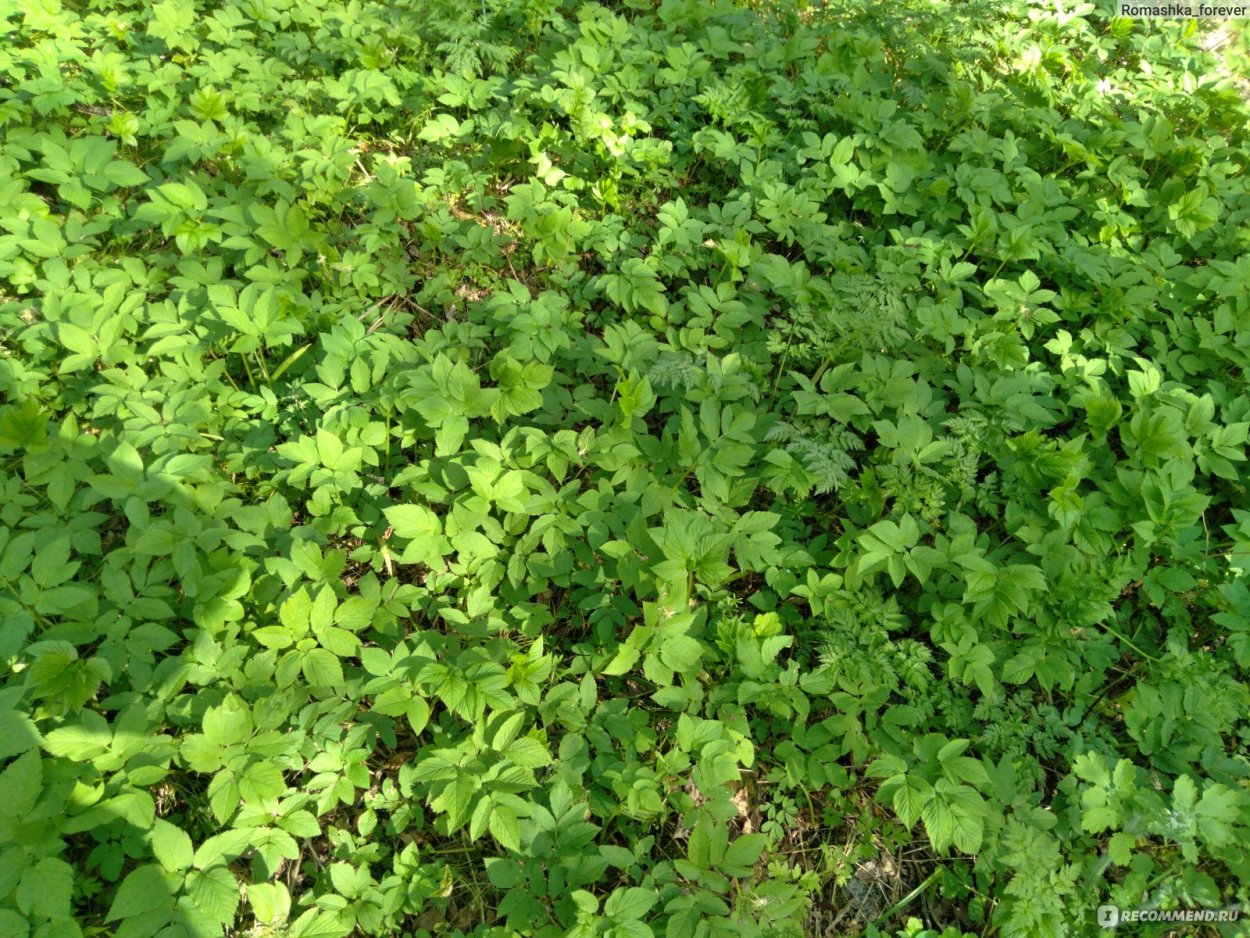 Мокрица трава съедобная