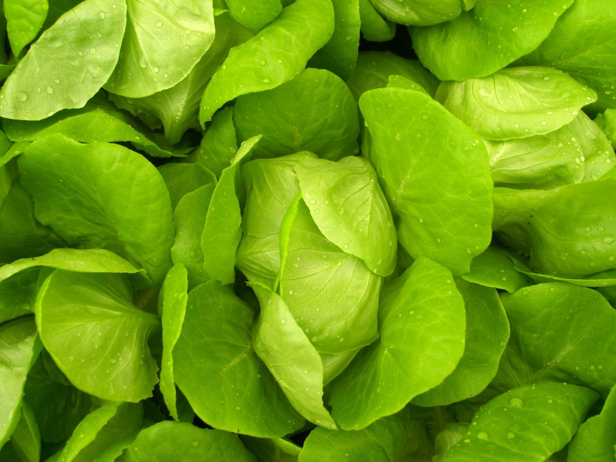 Съедобные весенние травы