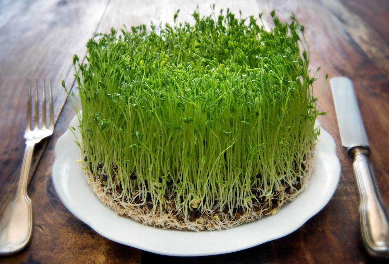 Зелень кинза укроп лук