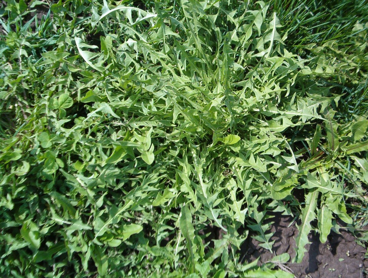 Горец Альпийский кислятка