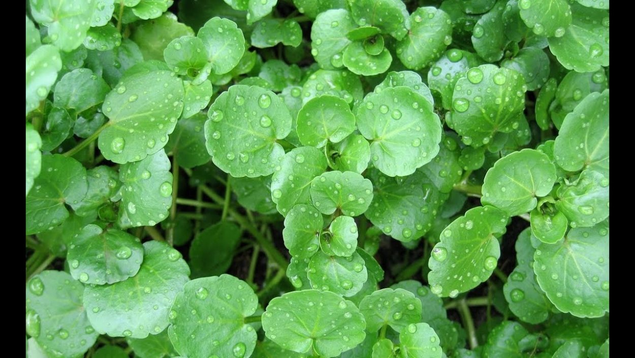 Зелень на букву б