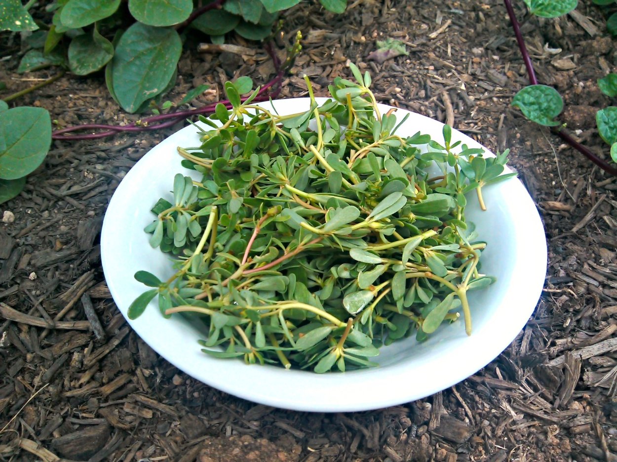 Съедобные травы многолетние