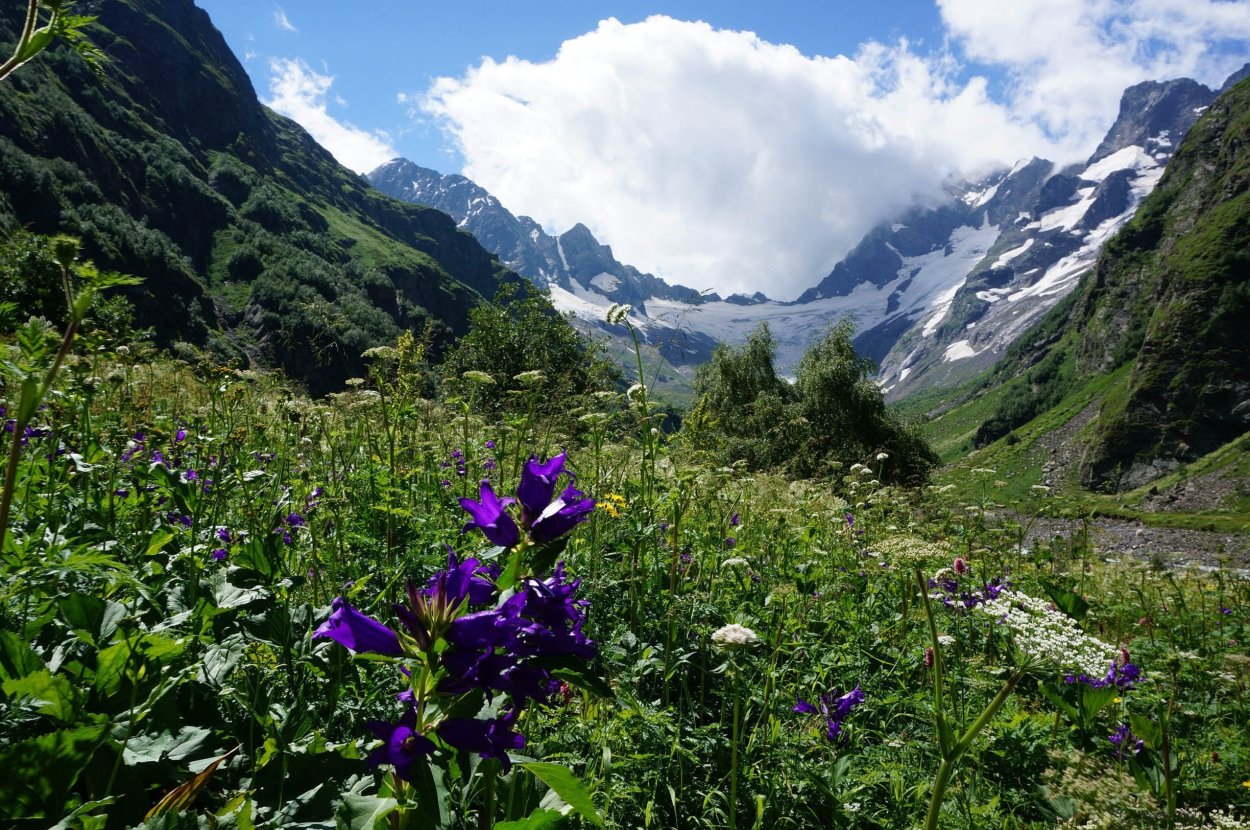 Тебердинский заповедник Альпийские Луга