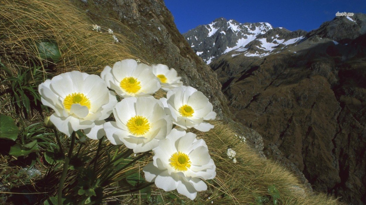 Ромашка Тянь Шань