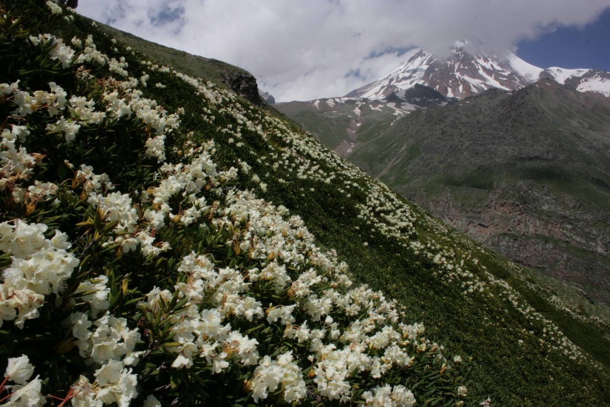 Рододендрон в Грузии