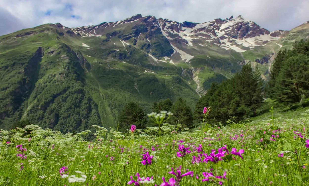 Северный Кавказ красная Поляна большая бабочка