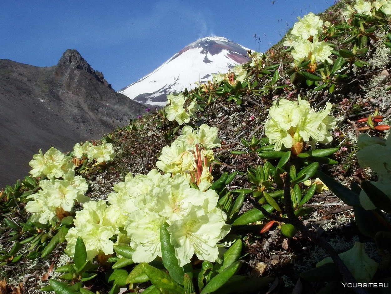 Рододендрон эндемик Кавказа