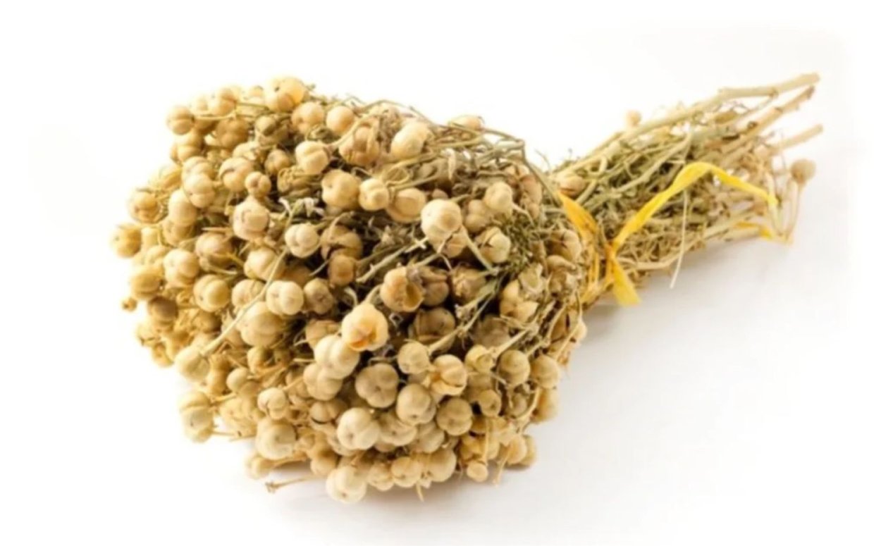 Гармала обыкновенная