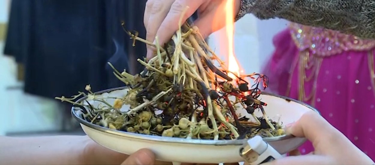 Хазор испанд трава