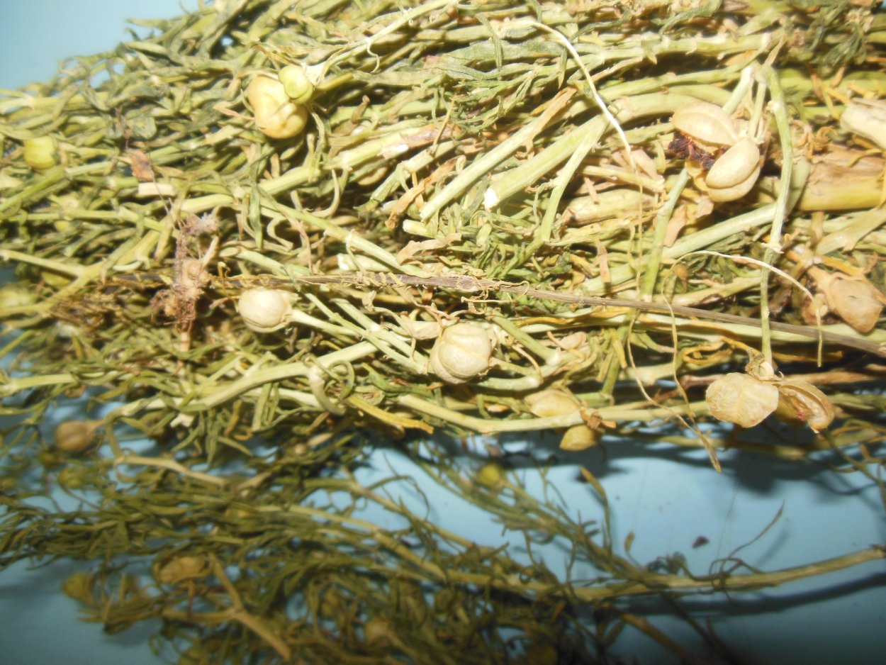 Гармала обыкновенная высушенные