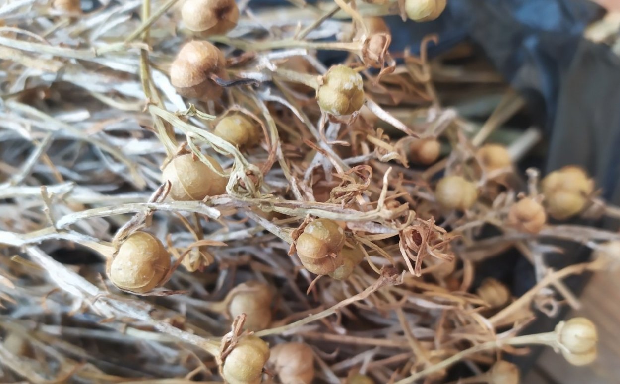 Гармала обыкновенная высушенные