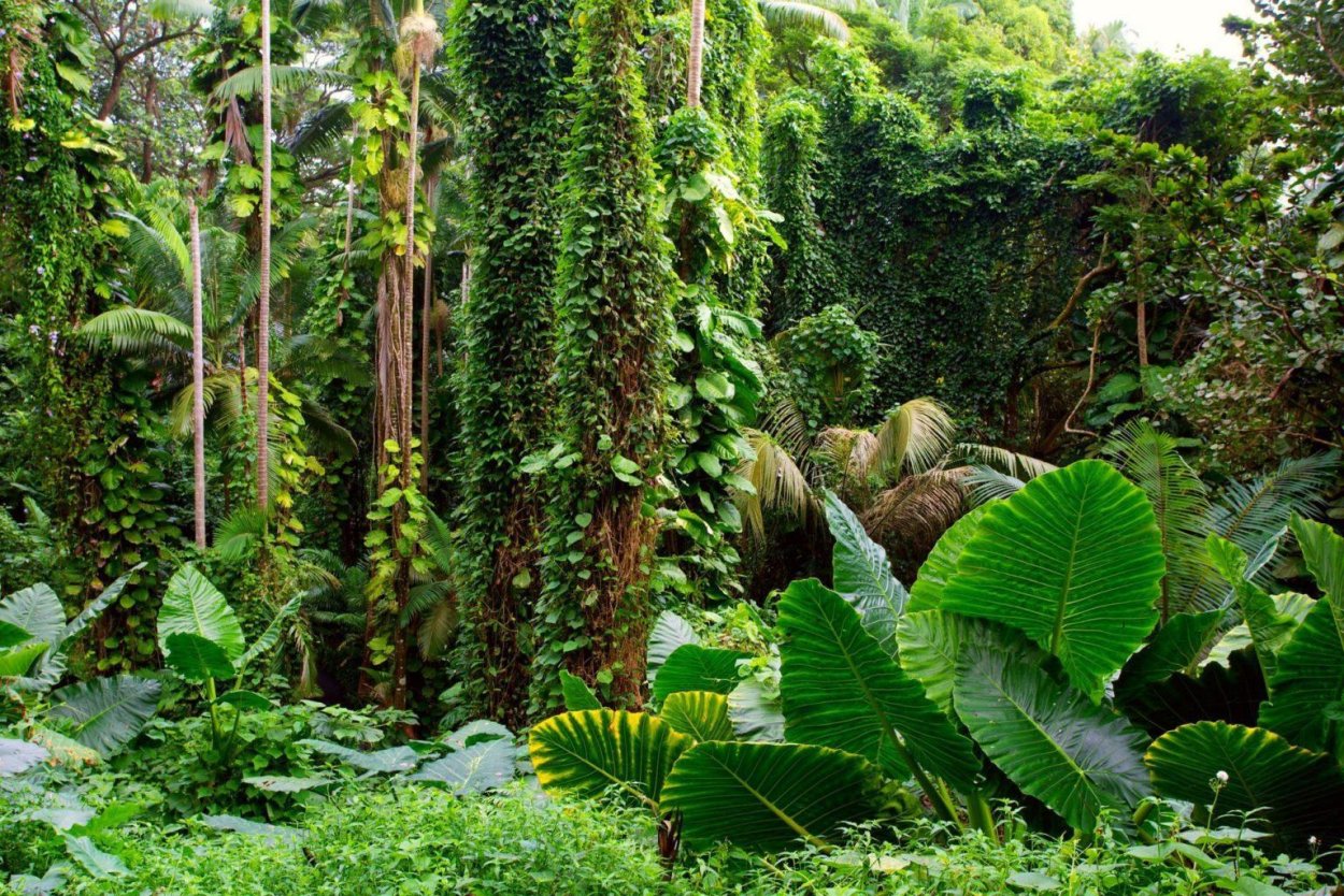 Листопадные тропические леса растения