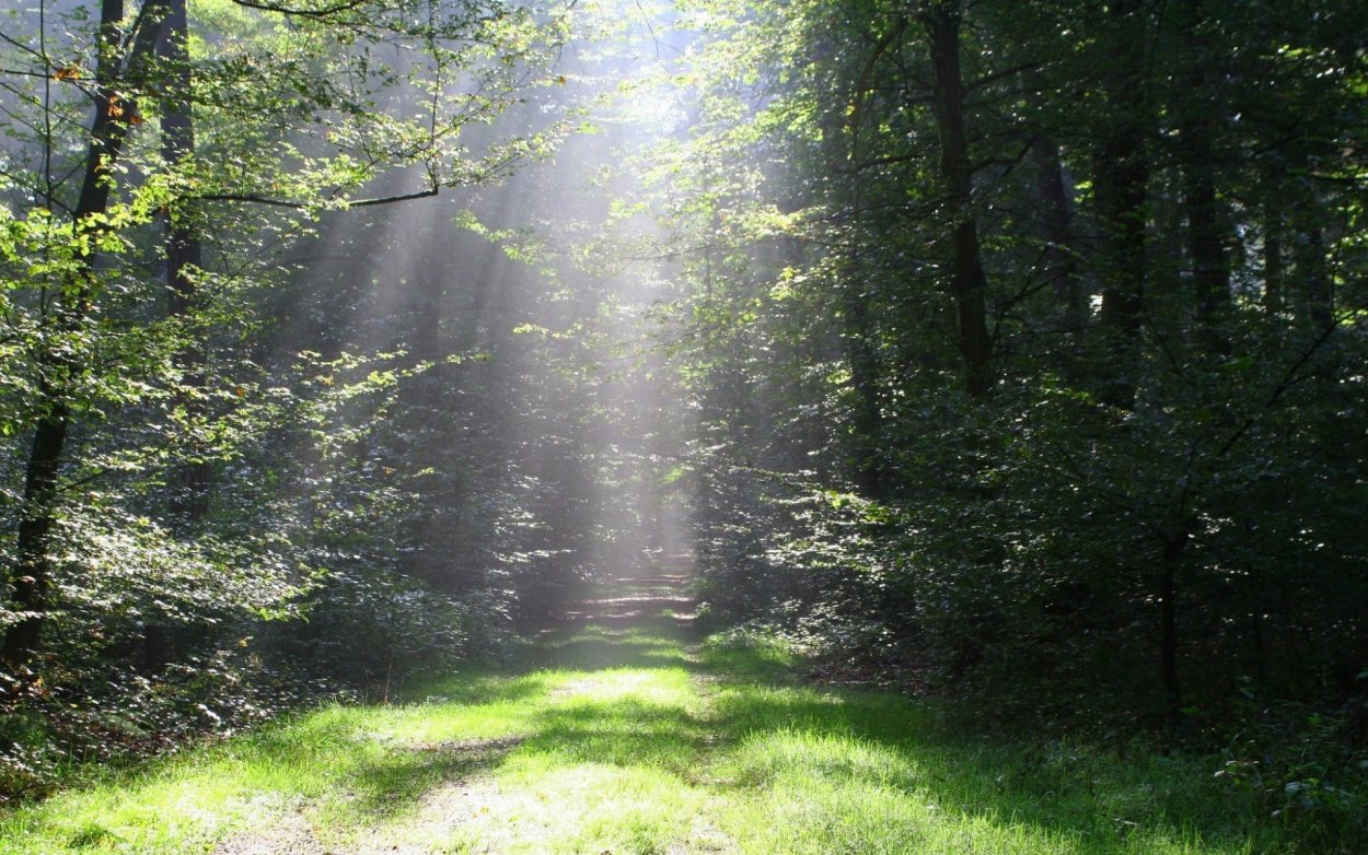 Лес Чепыж в Ясной Поляне