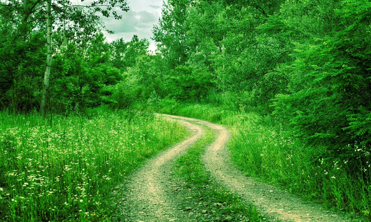 Лесная дорога