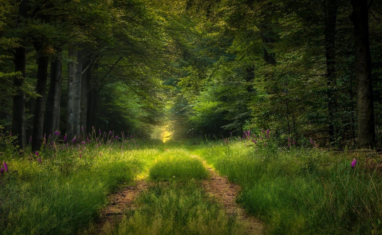 Лес, Лесная Полянка, тропинка