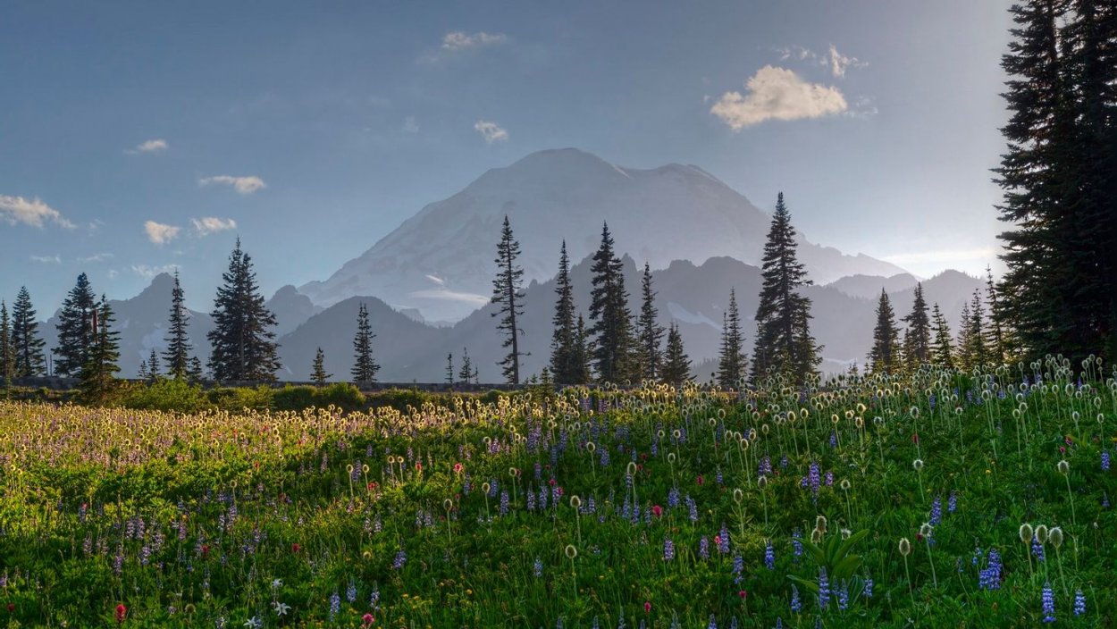 Поле лес горы