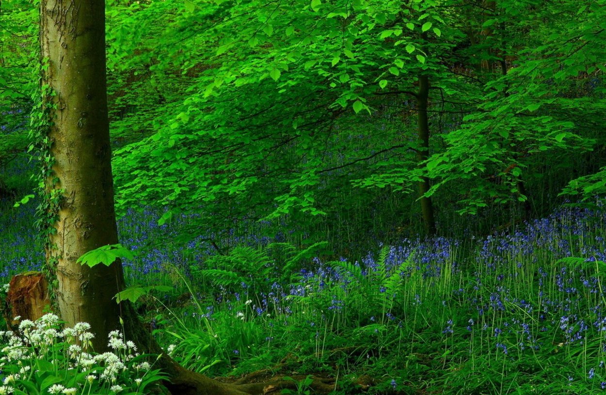 Зеленый лес