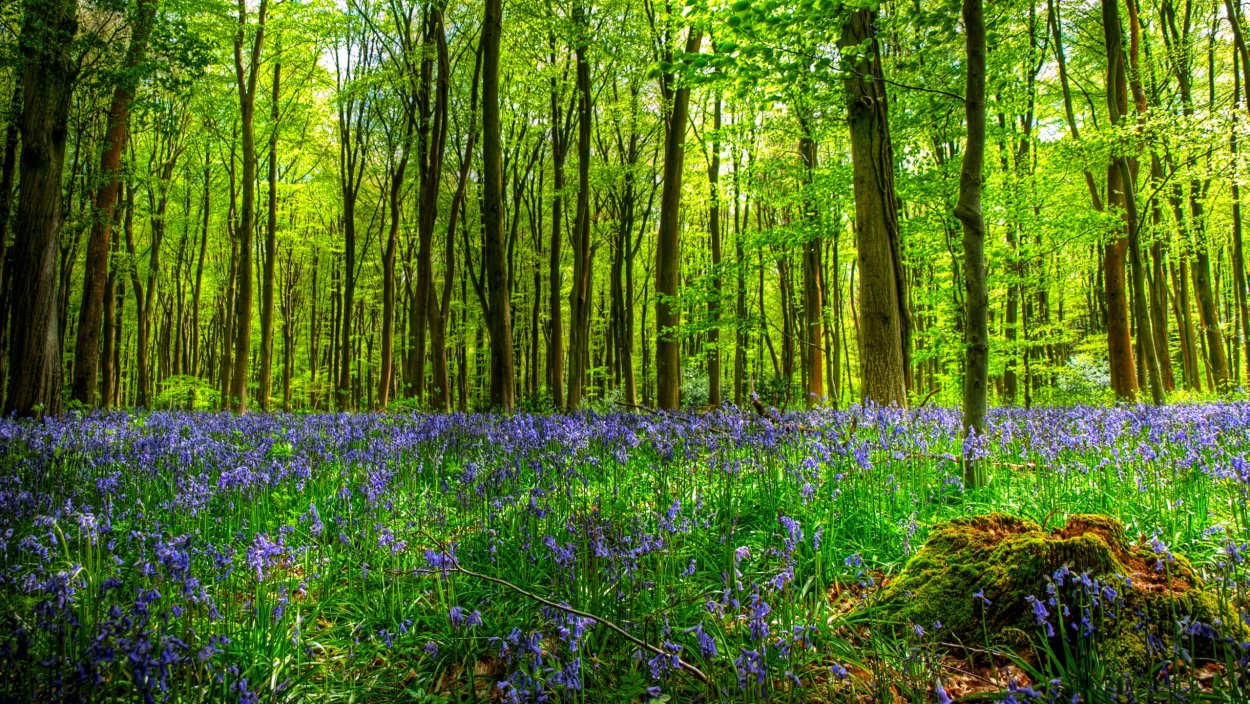 Весенний лес