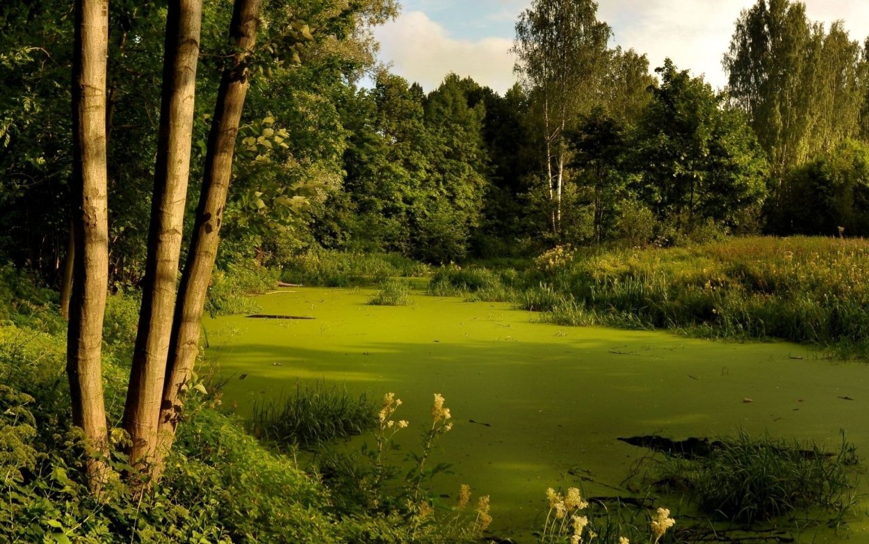 Пейзаж летний лес