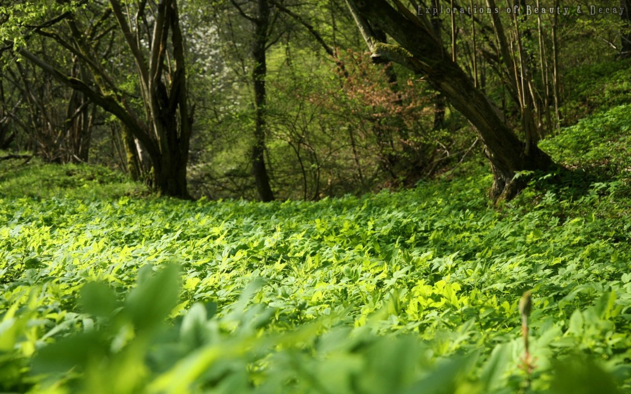 Поляна в лесу