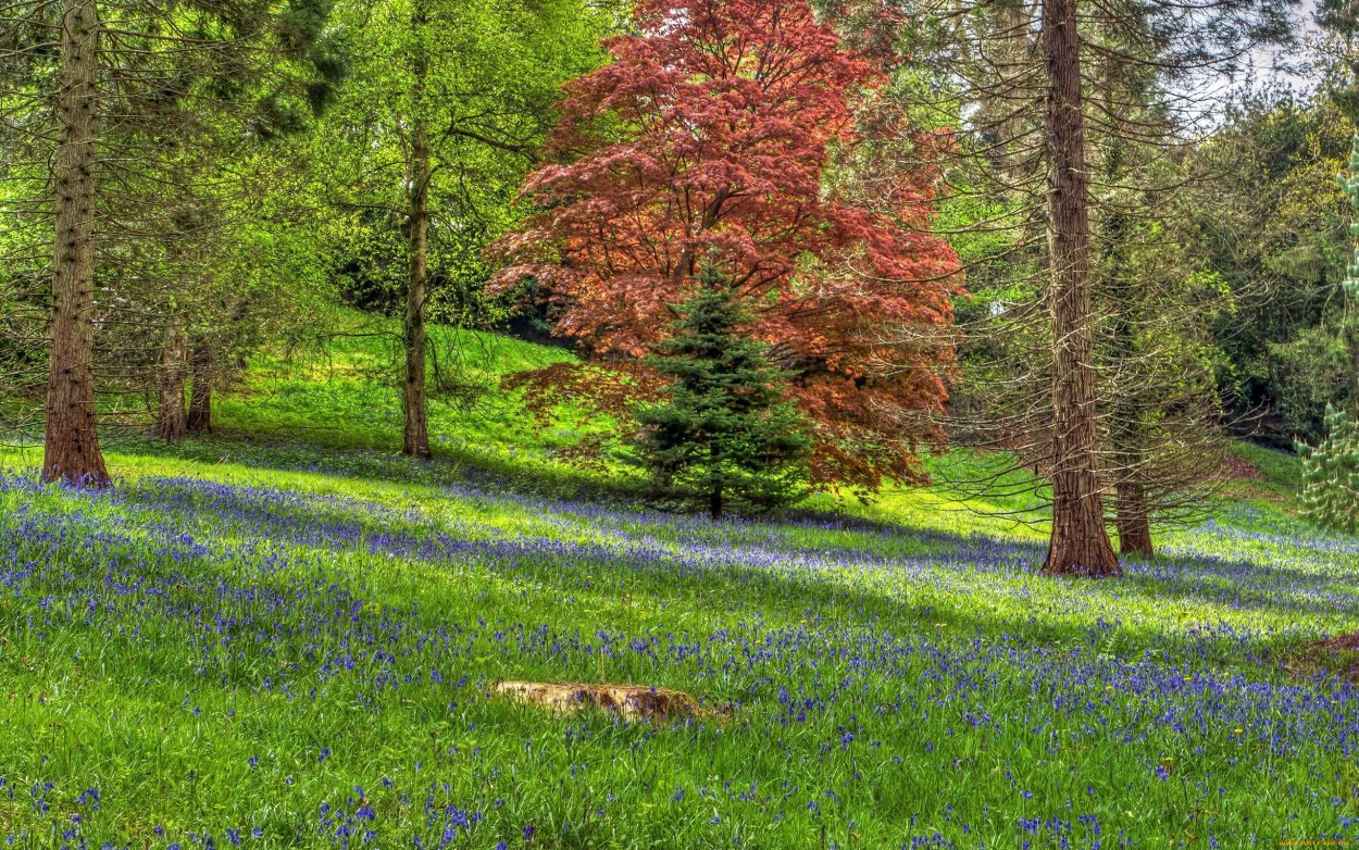 Поляна в лесу