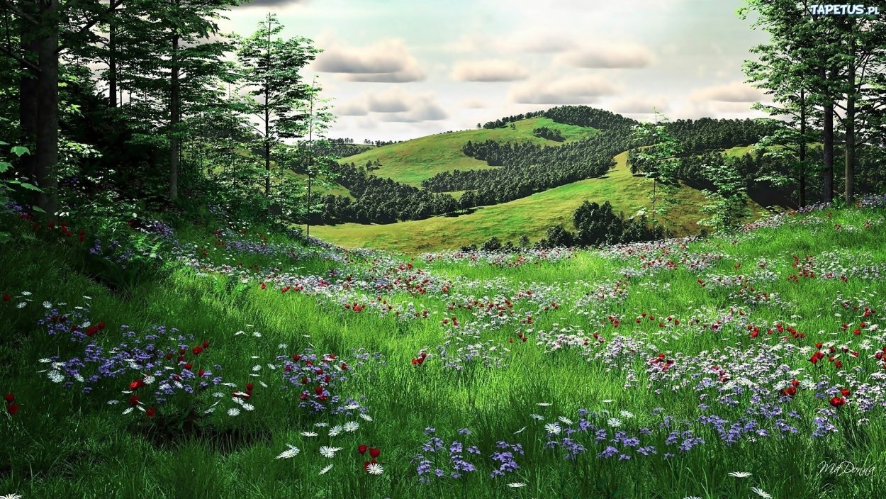 Луг на опушке леса