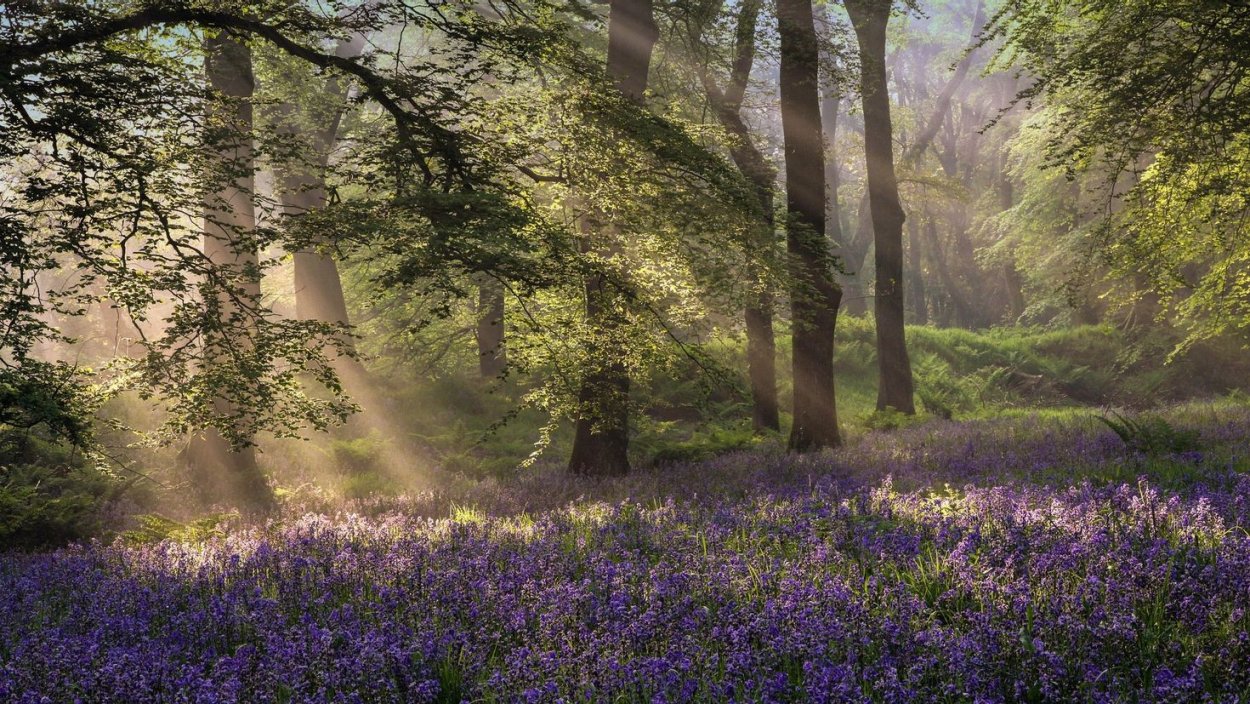 Красивая Поляна