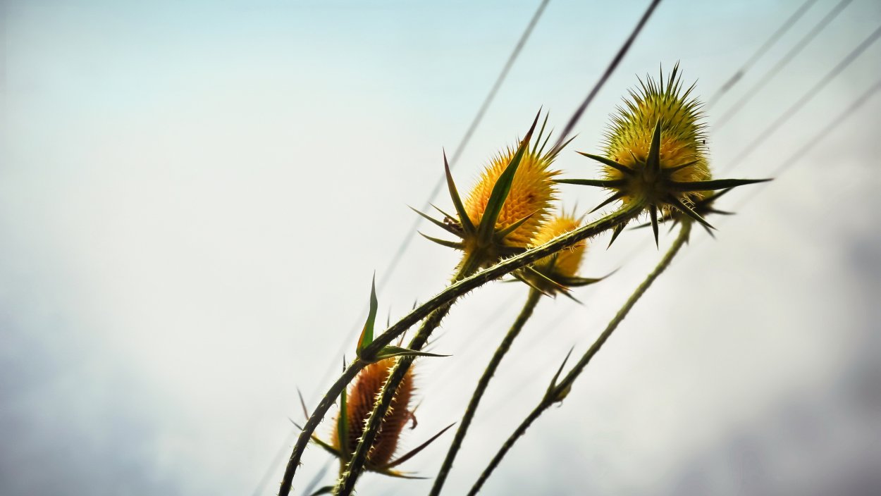 Красивая колючка