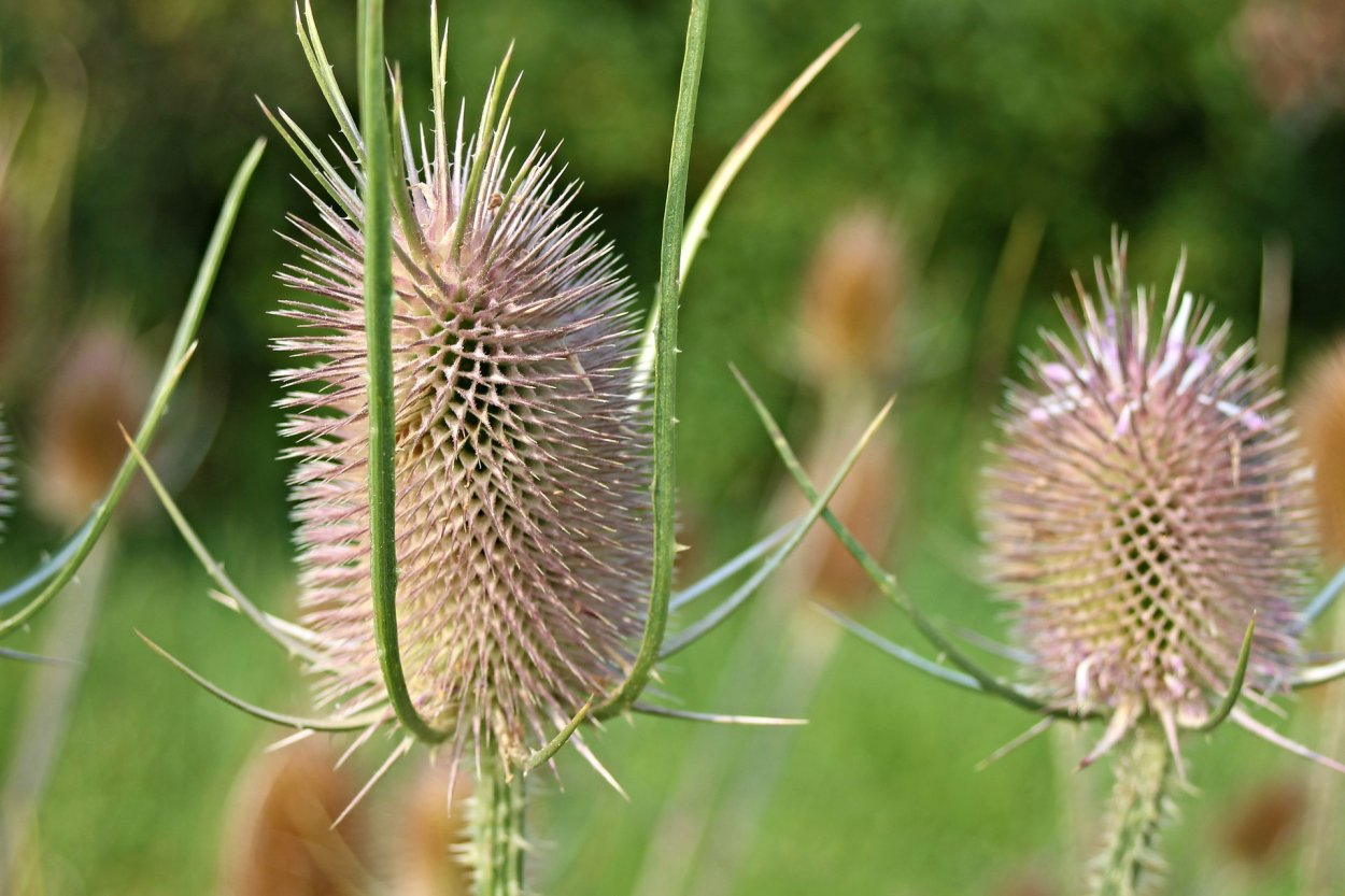 Декоративный полевой колючий цветок