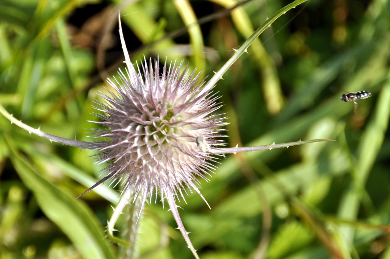 Трава с колючками