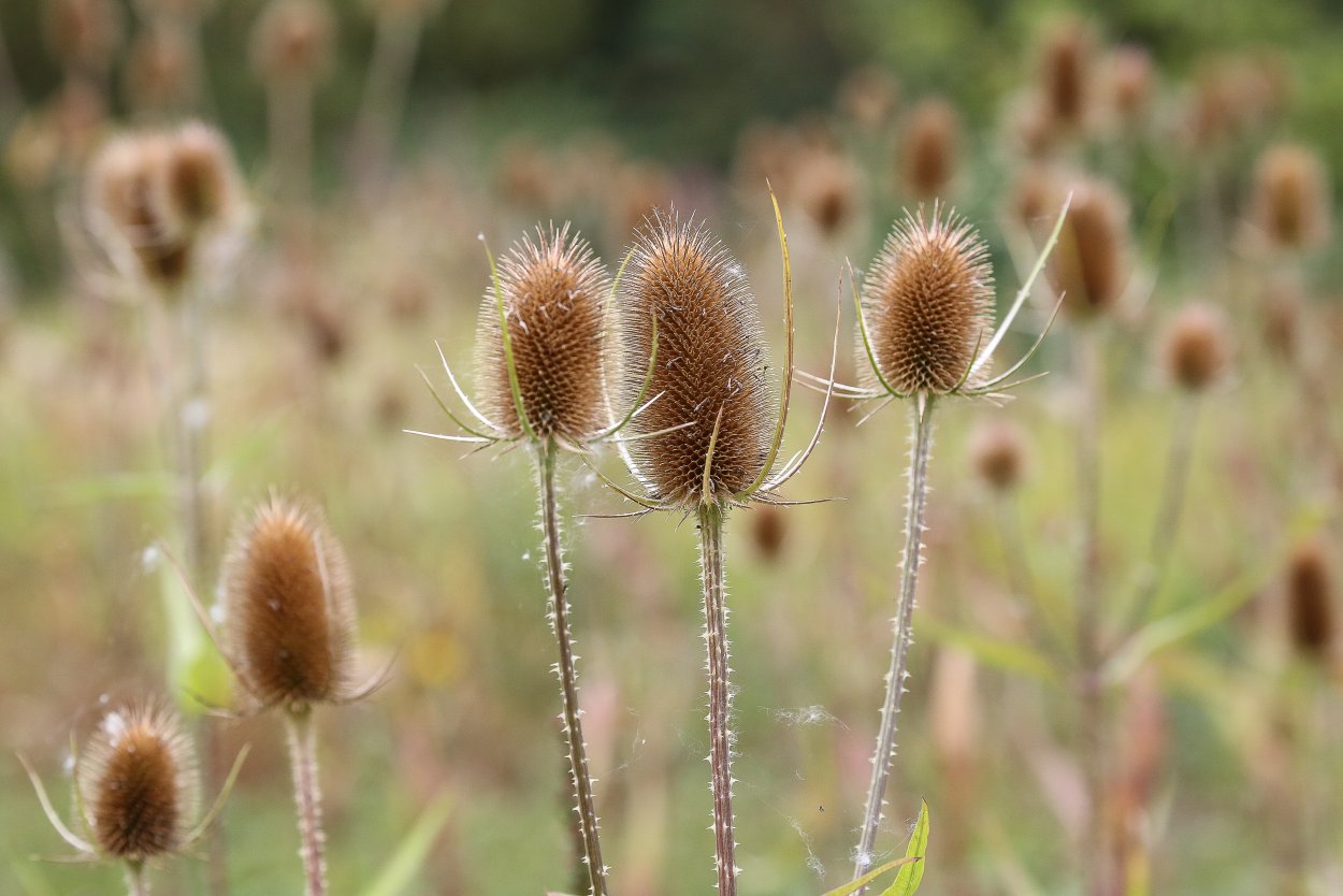 Чертополох колючий Ворсянка