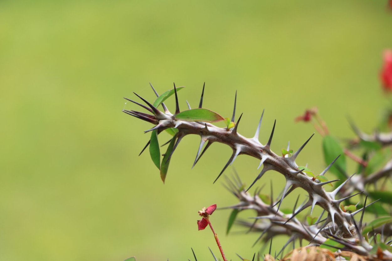 Заросли с шипами