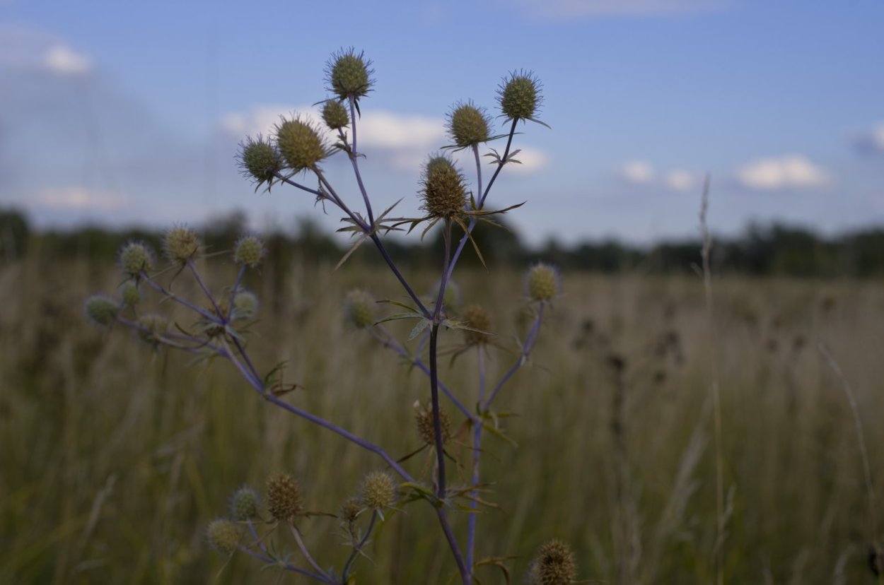 Луговая колючка
