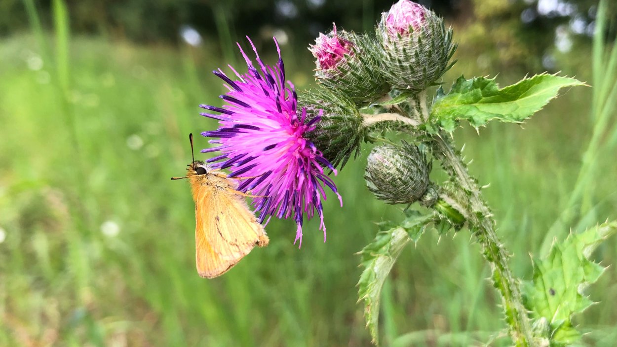 Чертополох острый?