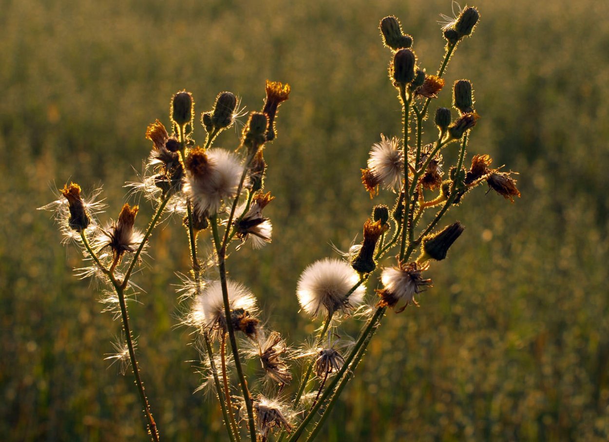 Луговая колючка