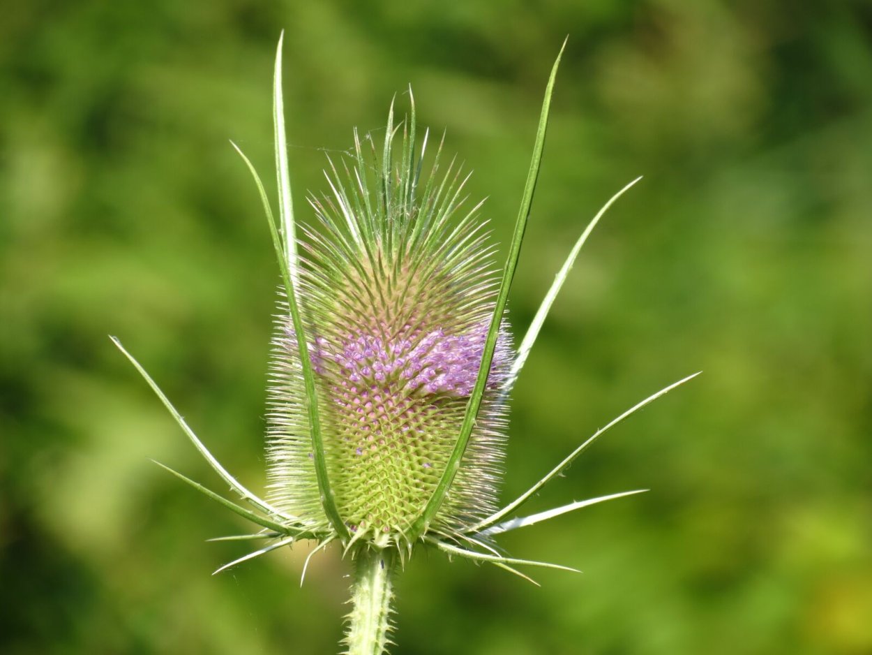 Ворсянка Лесная Dipsacus fullonum