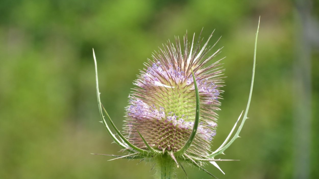 Дикие растения