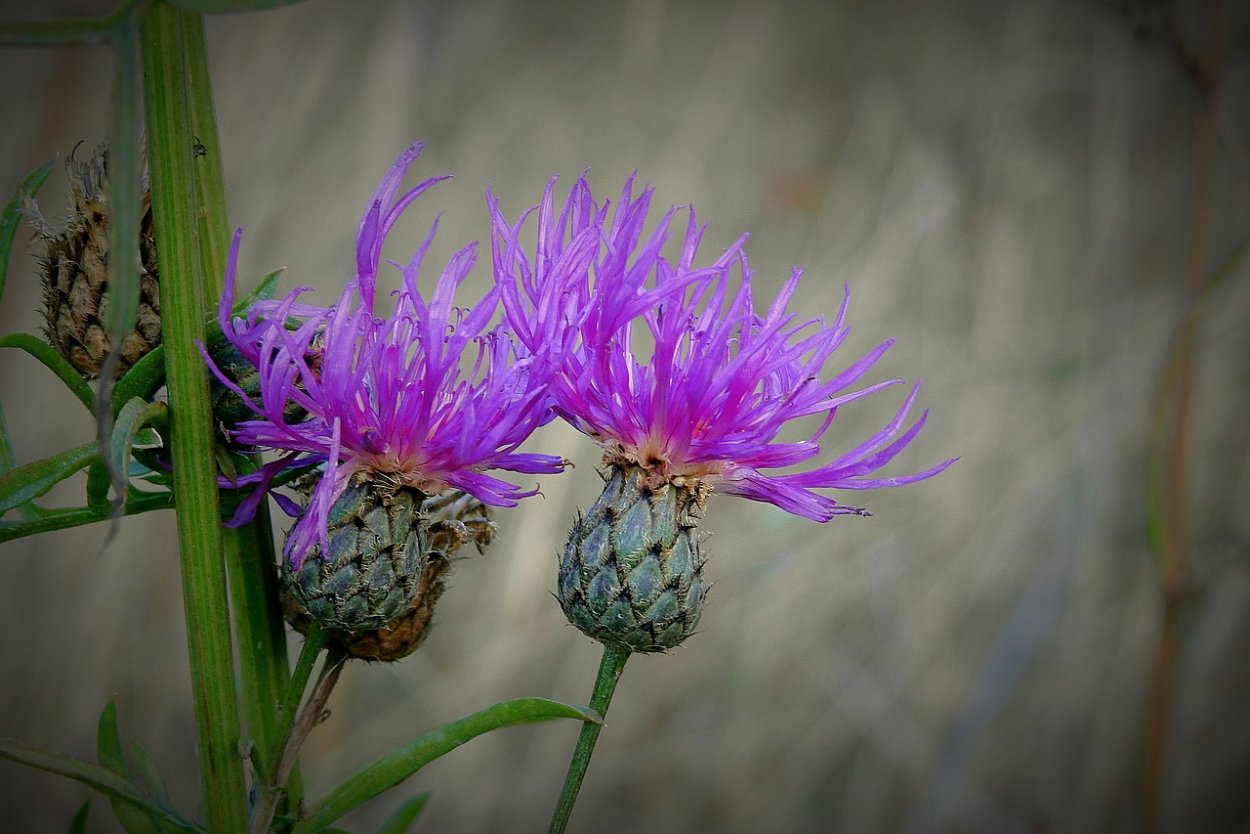 Синеголовник (Eryngium)