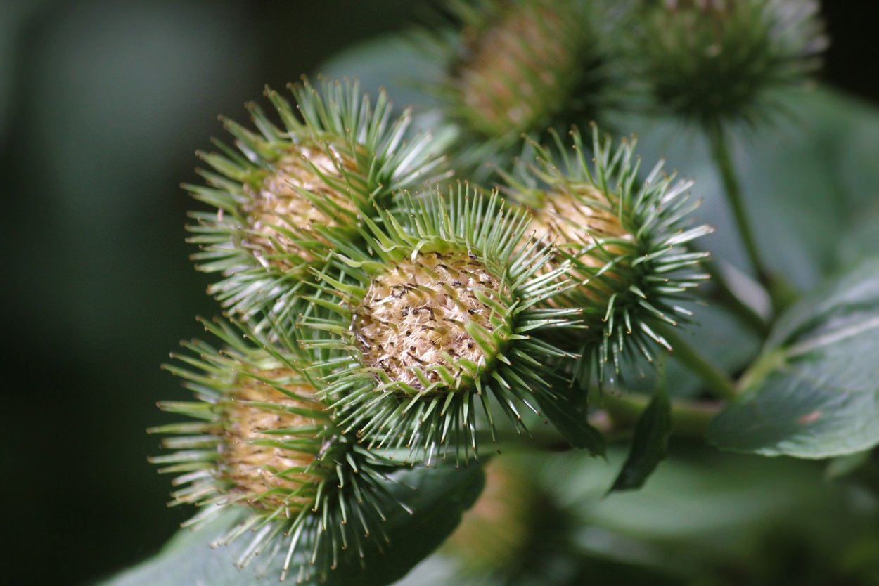 Синеголовник морской