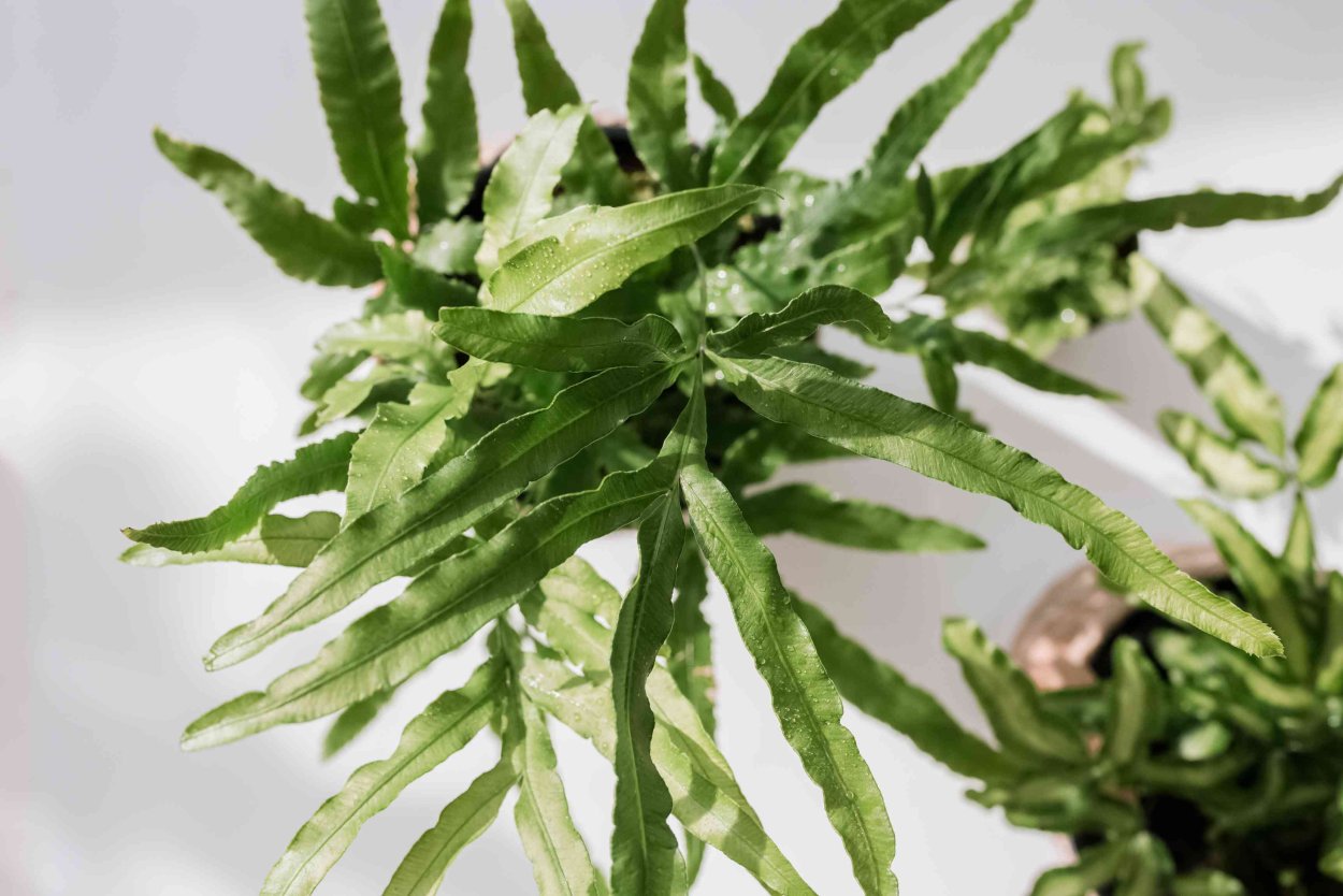 Птерис Критский