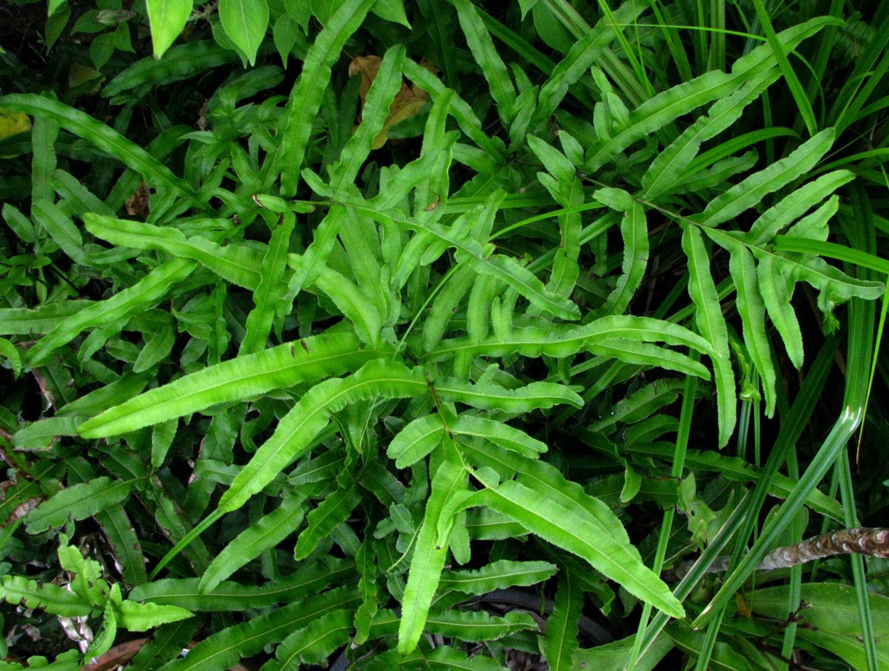 Нефролепис Блехнум