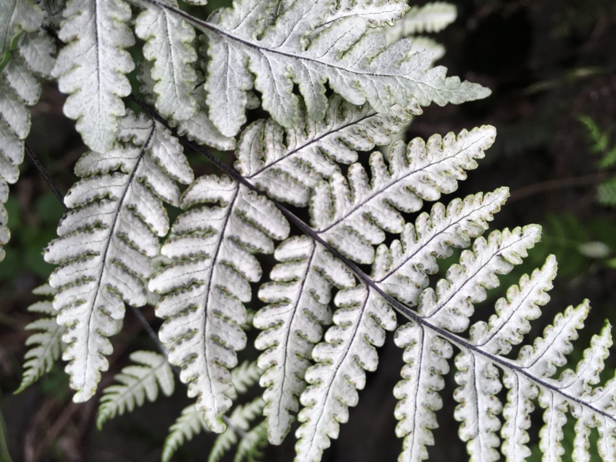 Папоротник Птерис Критский