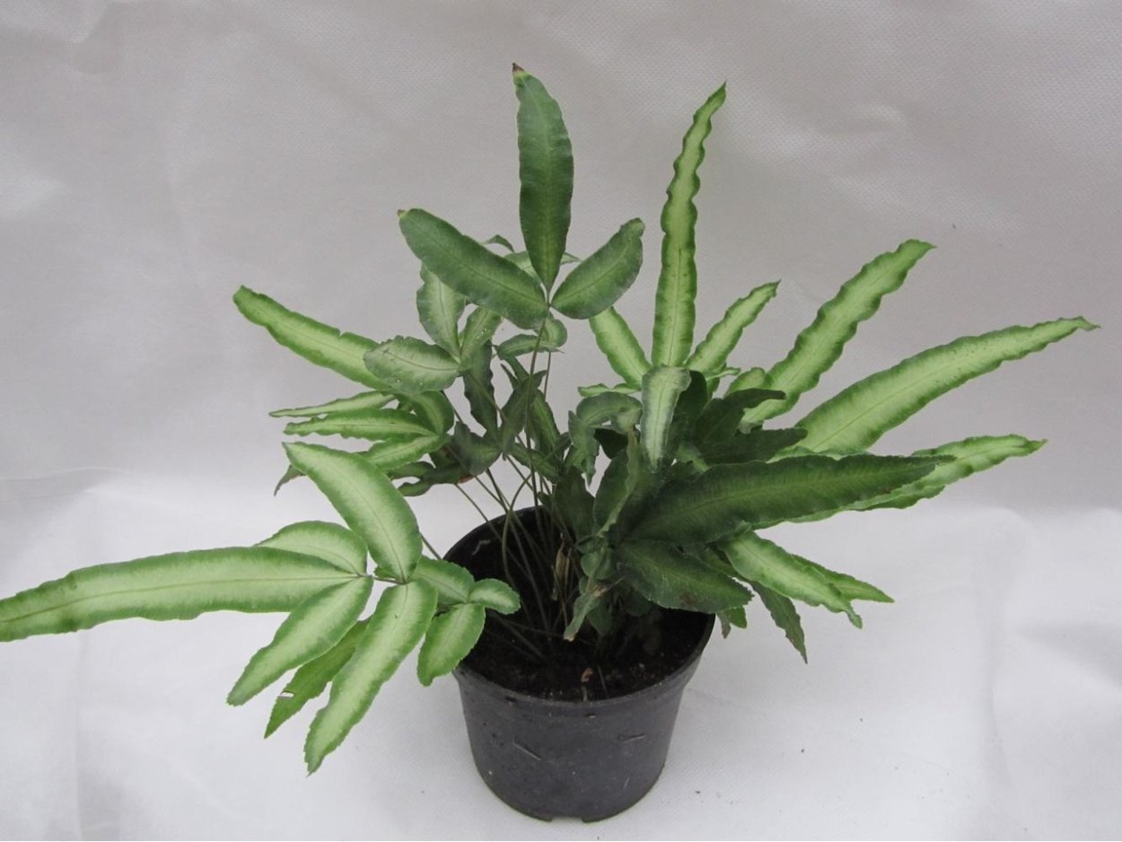 Папоротник Птерис Критский