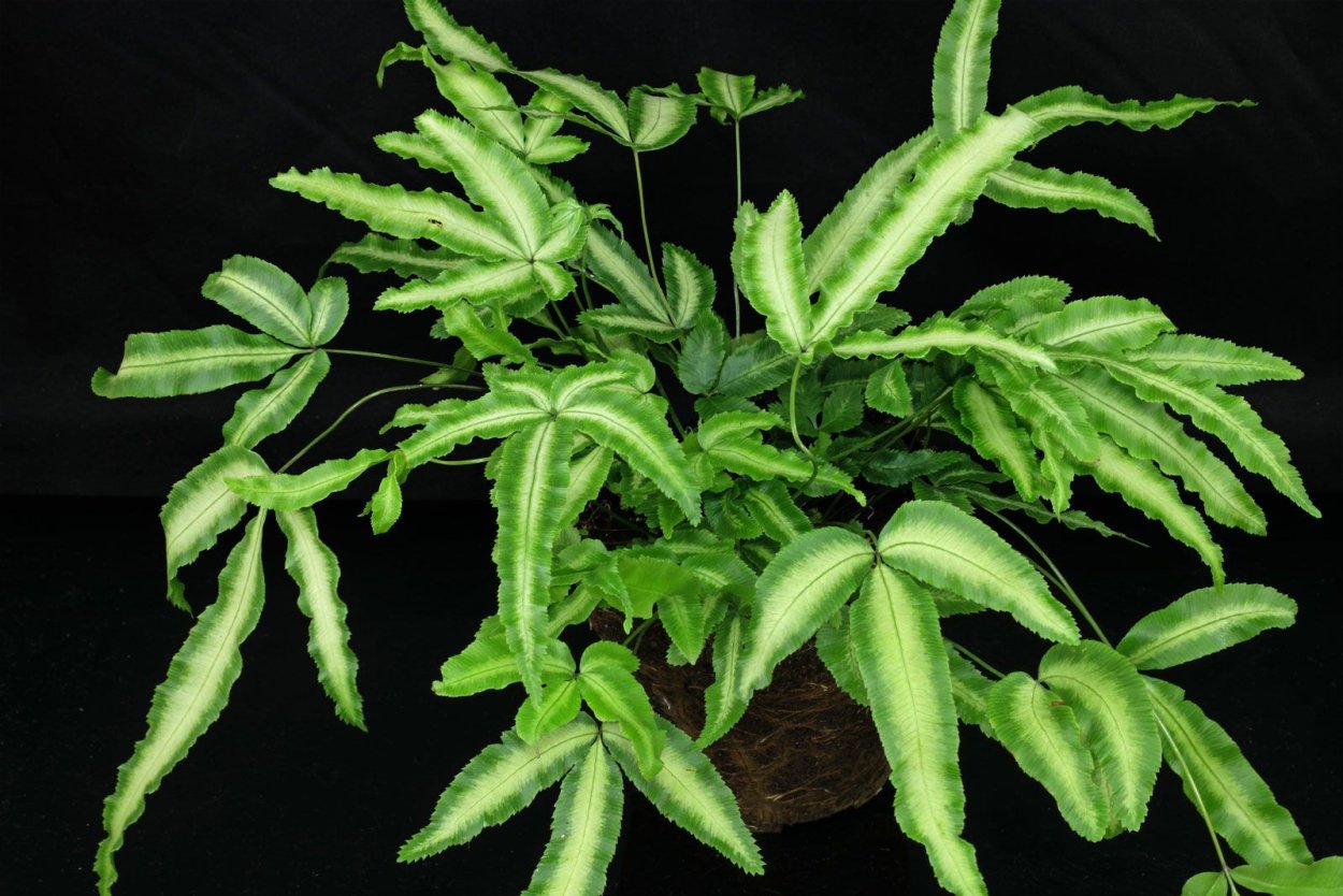 Птерис Альболинеата