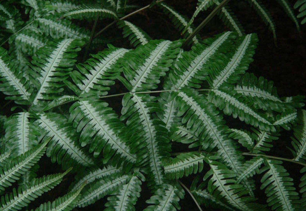 Птерис (Pteris)